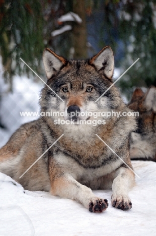 wolf lying down in snow