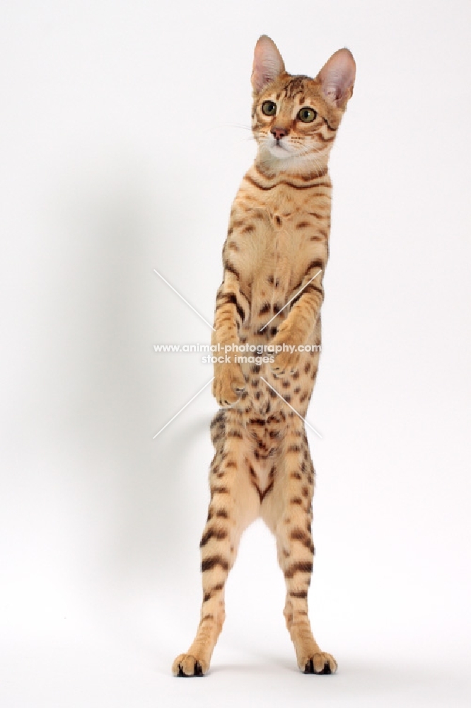 female Savannah cat on white background, standing on hind legs 