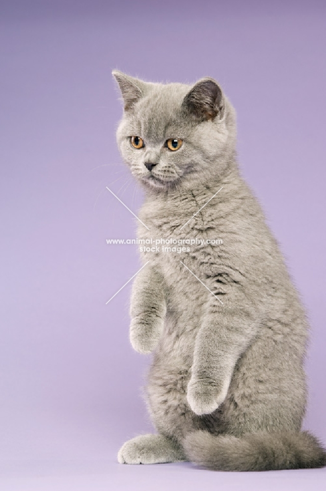 british shorthaired kitten standing on hind legs on a purple background