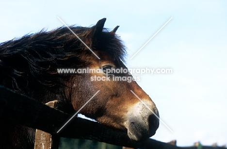 exmoor pony, portrait