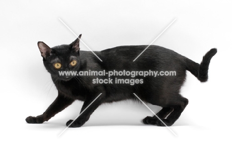 black Bombay cat on white background, alert