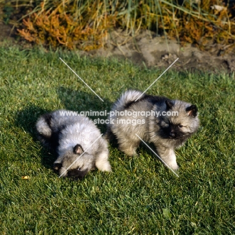 two keeshond puppies (by kind permission of Edward Arran)
