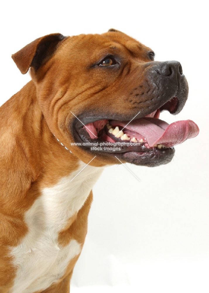 Australian Champion red American Staffordshire Terrier, looking ahead