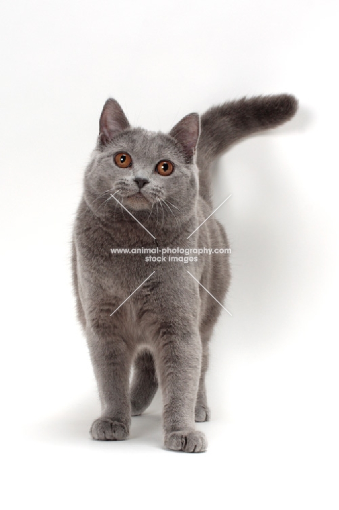 Chartreux cat, front view, looking at camera