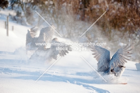 Steinbacher geese flying in snow