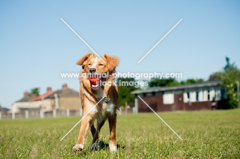 Nova Scotia Duck Tolling Retriever retrieving ball