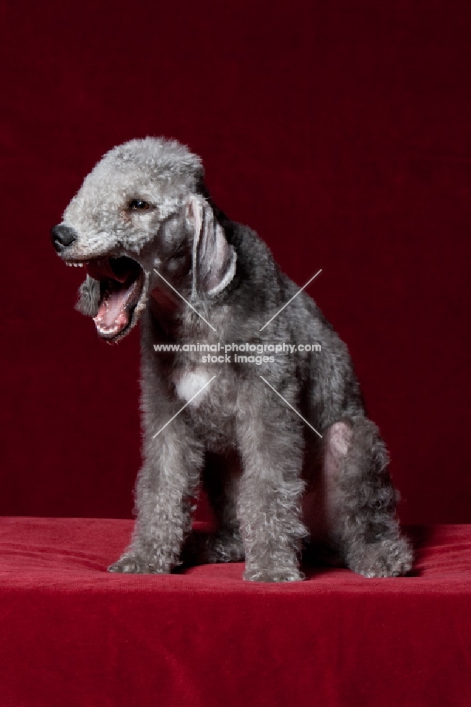 Bedlington Terrier yawning