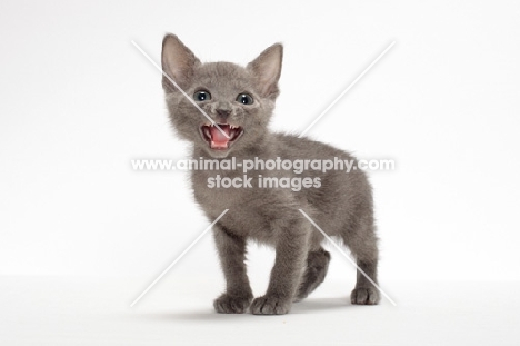 Russian Blue kitten meowing