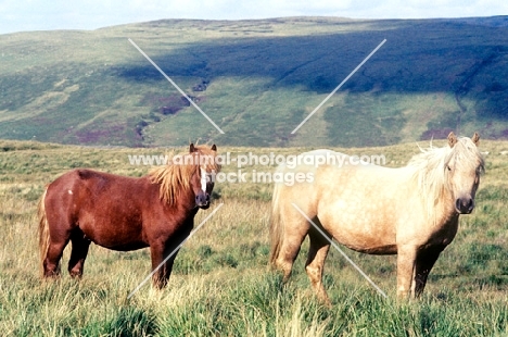 welsh mountain ponies on brecon beacons, stallion and mare 