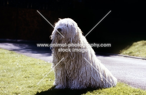 champion komondor sitting on grass