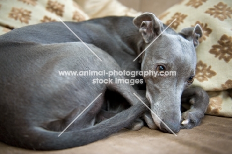 Whippet lying on the couch