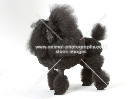 Australian Champion Toy Poodle standing on white background