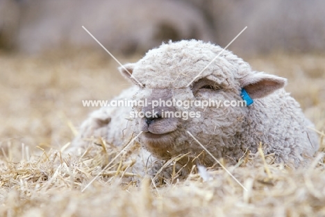 South Down lamb