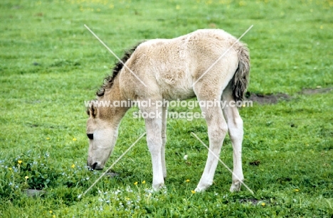 dulmen pony foal in merfelder bruch