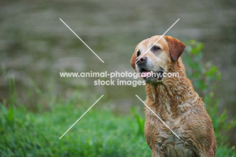 wet yellow labrador retriever in front of a pond