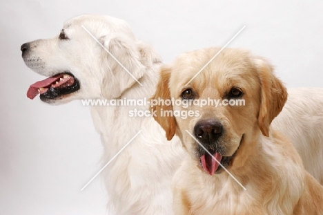 Australian Champion Golden Retrievers, Santamaria Mandaleh and Santamaria Jodgement