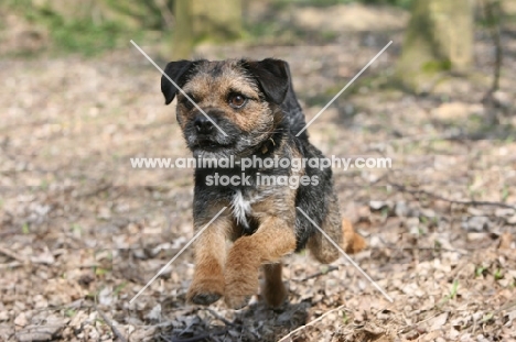 Border Terrier running