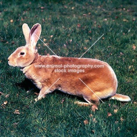 fawn rex rabbit