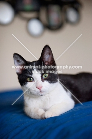 tuxedo kitten lying down