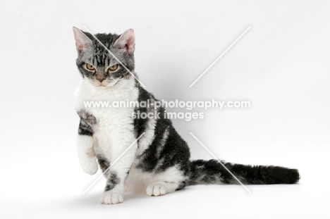 American Wirehair cat, Silver Classic Tabby & White coloured, one leg up