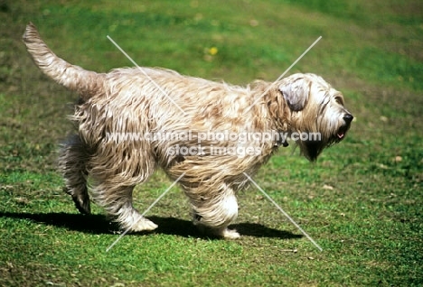 soft coated wheaten terrier, undocked, trotting across lawn