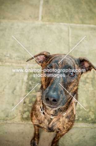 cute brindle dog