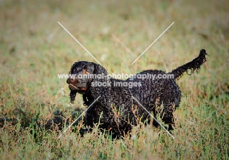 American Water Spaniel