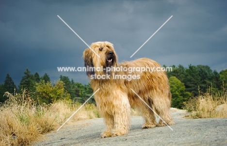 fawn Briard