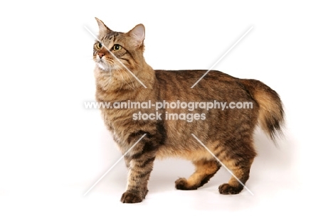 2.2 year old Brown Mackerel Tabby American Bobtail Longhair Male Alter