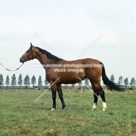 Hestra, East Friesian mare