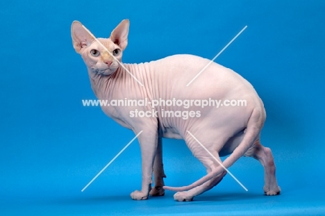 red point and white Sphynx standing