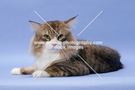 Brown Mackerel Tabby & White Norwegian Forest cat