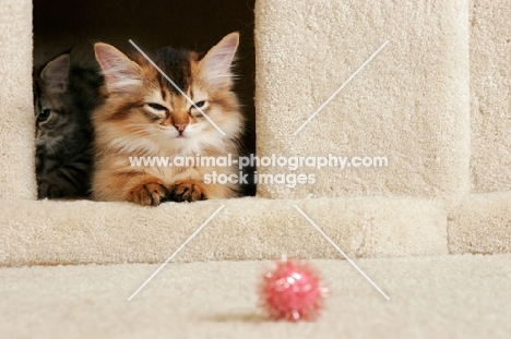 somali kitten in cat house, looking at ball