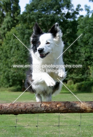 Border Collie jumping fence