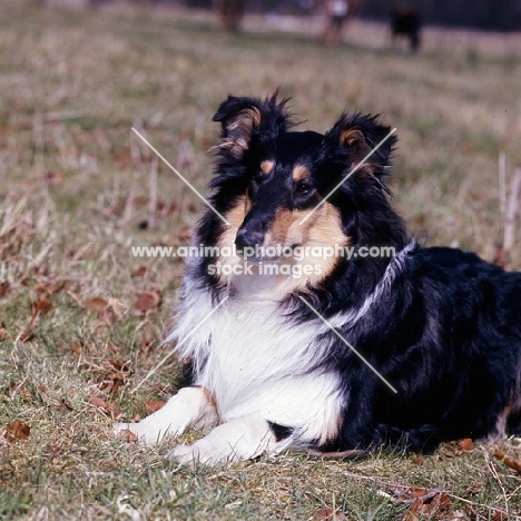 rough collie, tri colour, head and shoulders