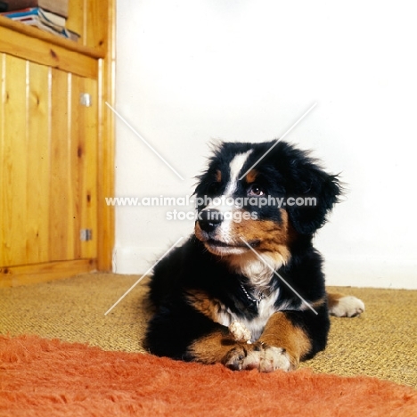 bernese mountain dog puppy