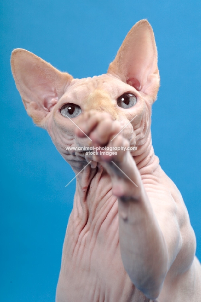 blue eyed sphynx cat, one leg up