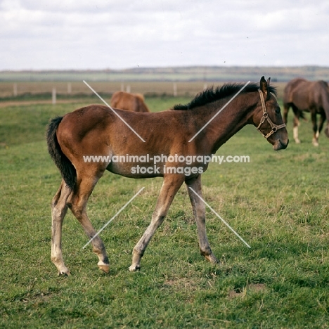 russian trotter foal at moscow no. 1 stud