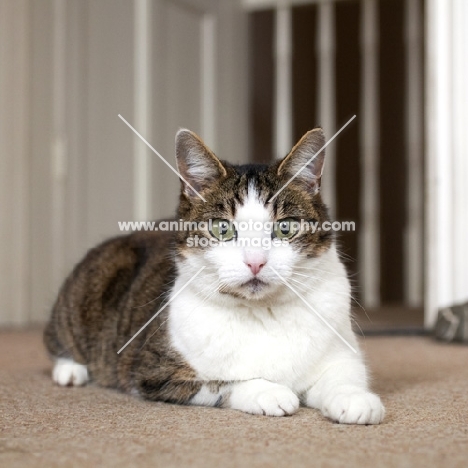 tabby and white young cat laying on carpet