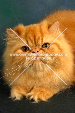 red Persian