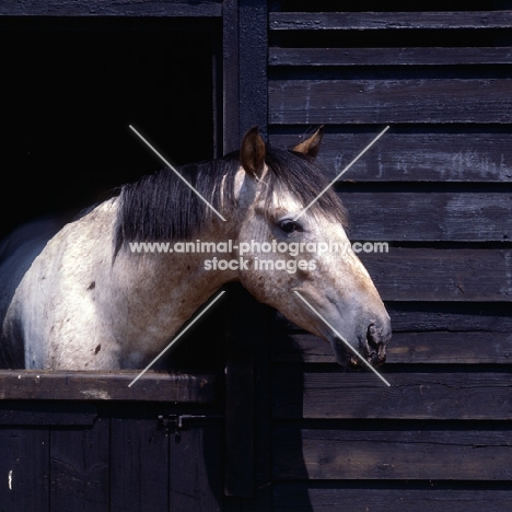 Appaloosa looking out of stable