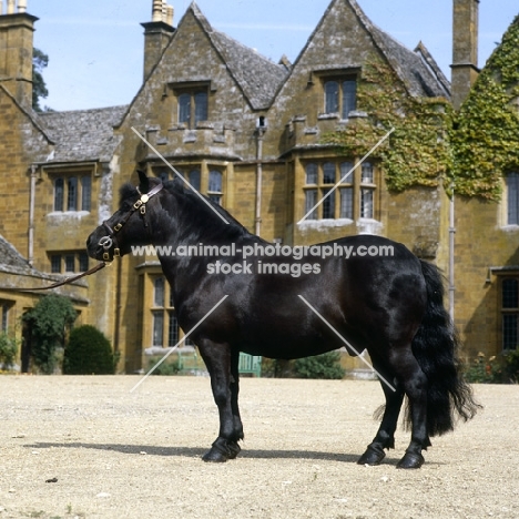 Wingerworth Rowan, shetland pony stallion in front of manor house