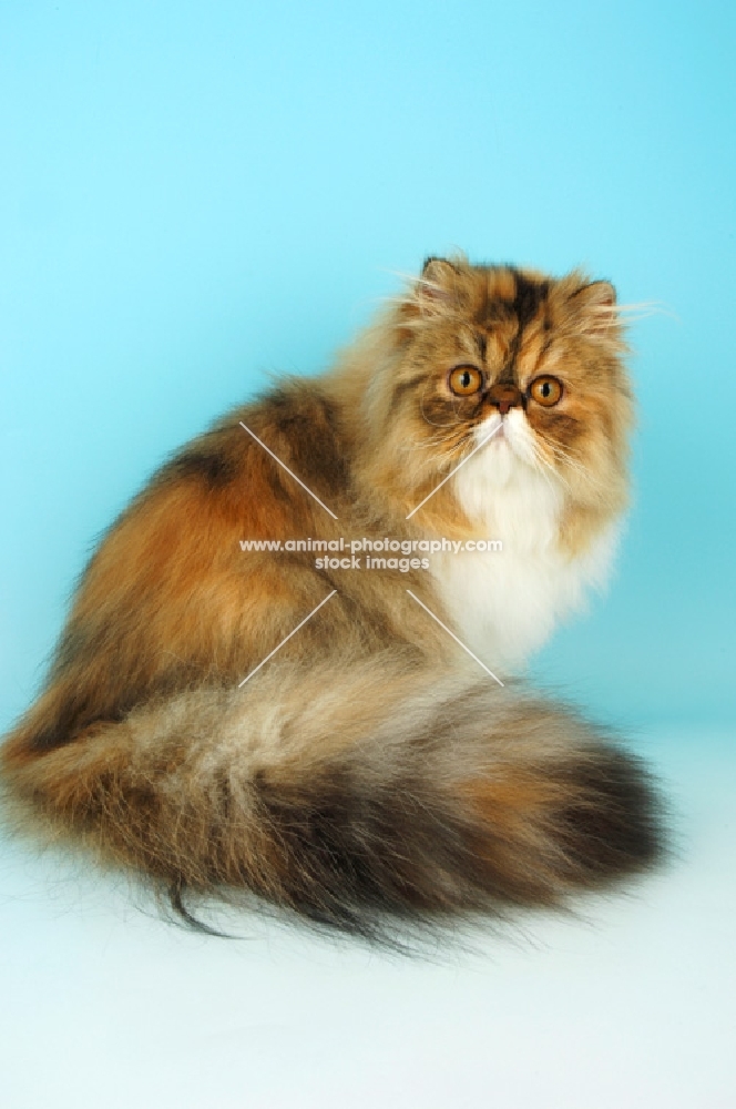 tortie tabby and white persian cat looking at camera