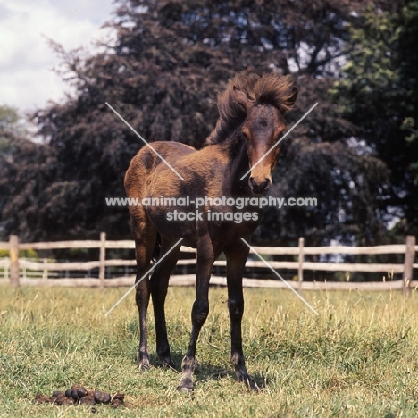 hopstone banafsheh, caspian pony foal at hopstone stud, front view 