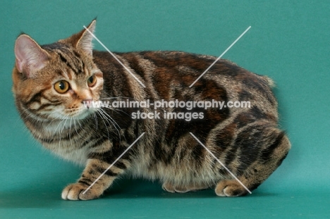 Brown Classic Torbie Manx cat, crouching