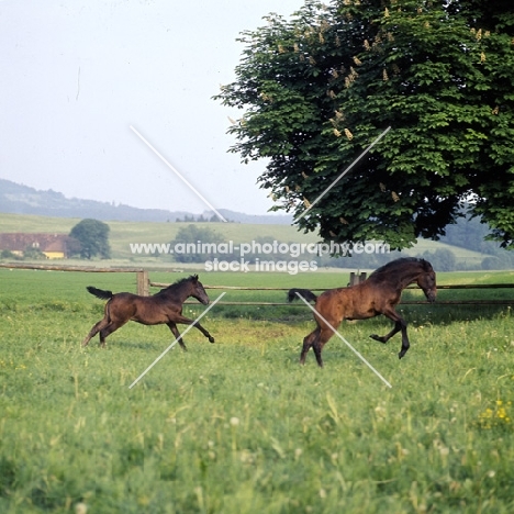 Lipizzaner foals practising their paces at piber