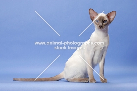 6 month old lilac point Siamese