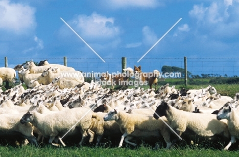 Welsh Sheepdogs herding a flock of sheep