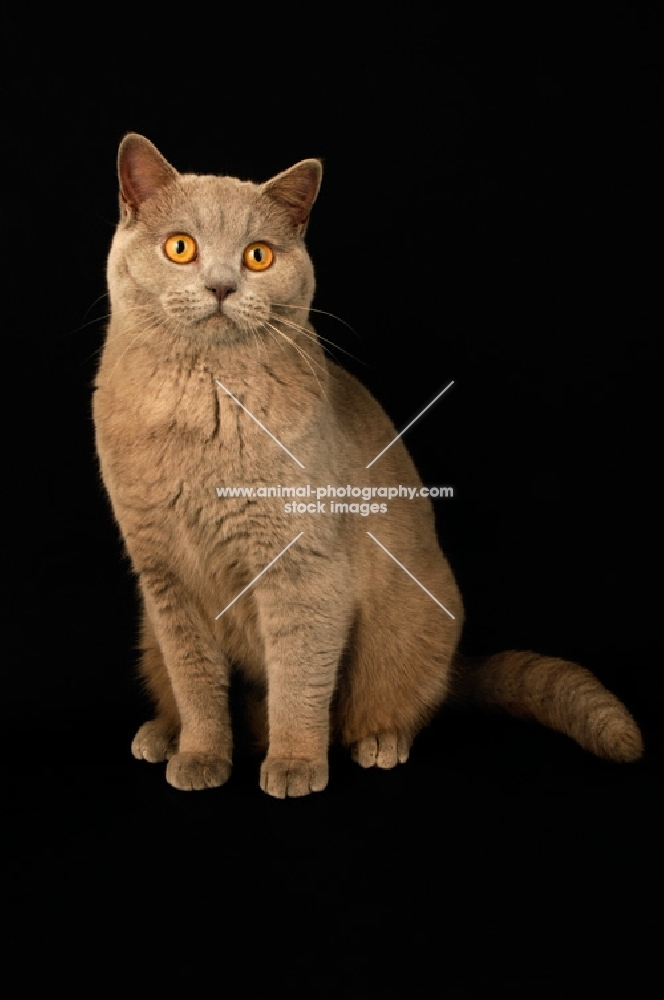 lilac british shorthair cat sitting 