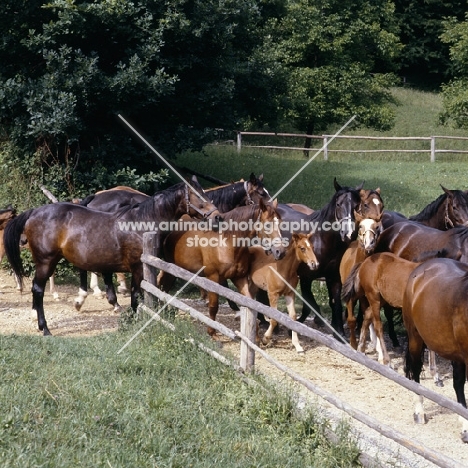 herd of Austrian Half bred mares and foals at Piber